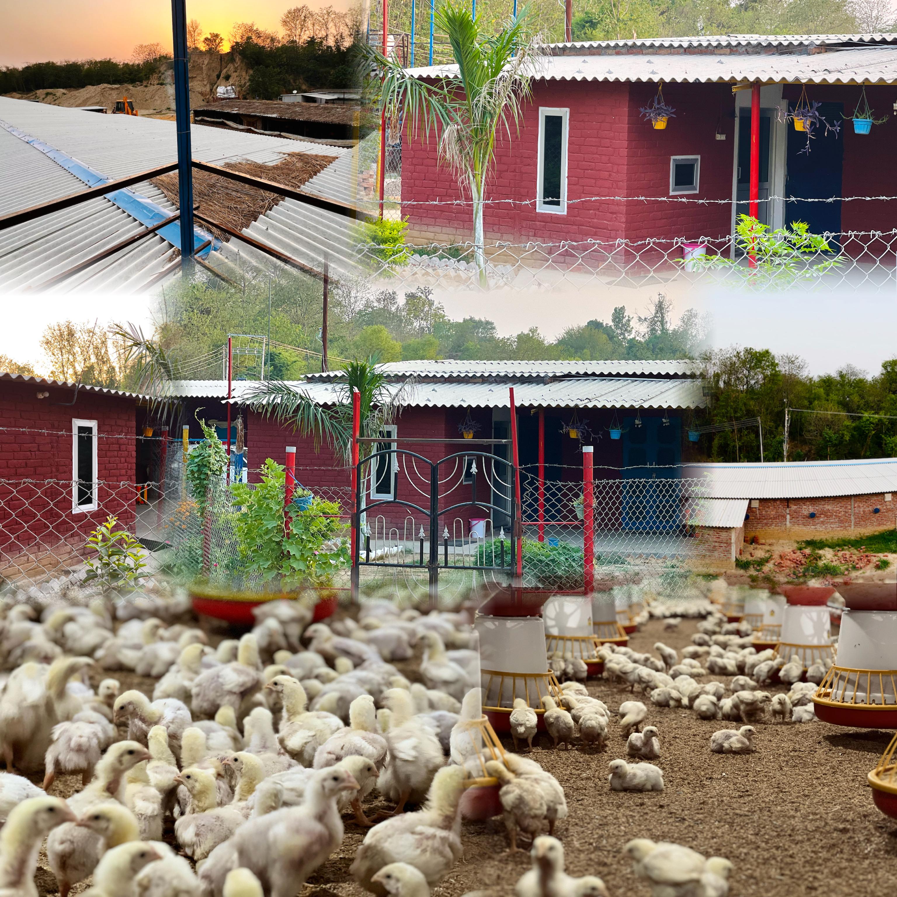 Udho Farm facilities showing modern poultry farming setup